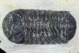 Bargain, Austerops Trilobite - Ofaten, Morocco #106002-2